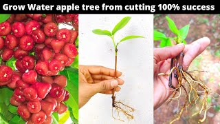 How to Grow waterRose apple from cutting without any rooting hormone with results [upl. by Eudoca]