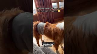 Straight to the belly band dogsofyoutube toller teenagedog maledog boydog boydogproblems lol [upl. by Kieger]