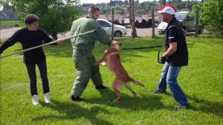 Stage technicien capture chiens errants et dangereux [upl. by Brill]