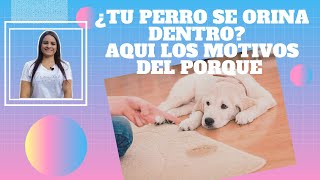 DESCUBRE CUÁLES SON LOS MOTIVOS PORQUE MI PERRO SE ORINA DENTRO [upl. by Atsiuqal]