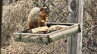 Fancy Birds Squirrels and A Hawk Visit The Winter Feeder 18 birds wildlife [upl. by Culliton399]