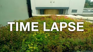 🌱 2 Month TIME LAPSE Sedum green roof build and growth [upl. by Ophelia]