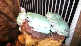 Whites tree frogs croaking on command [upl. by Aeel]