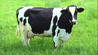 COW SOUND MOO IN HIGH QUALITY [upl. by Weissberg]