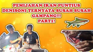 PROSES amp CARA PEMIJAHAN IKAN PUNTIUS DENISONI DENGAN METODE PENYUNTIKAN HORMON DAN STRIPING PART 1 [upl. by Raila904]