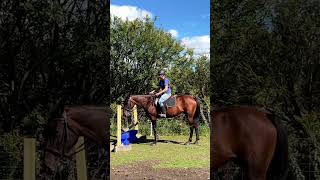 SHOWJUMPING TRAINING shorts horse equestrian [upl. by Emaj]