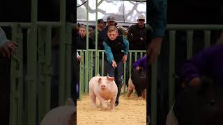 Krew showing his showpig Greta at the Revival livestock show showpigs pigs [upl. by Ariella257]