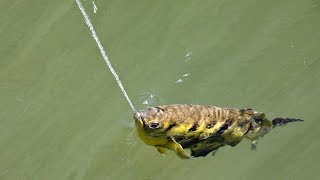 Amazing Archerfish A Fish That Spits With Perfect Aim [upl. by Edwin]