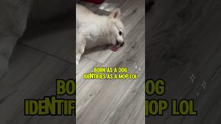 Blossom the mop dog LOL pomchi doggo cute pomeranian cleaning asmr viralvideo [upl. by Tryck677]