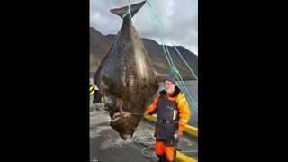 Worlds Biggest Halibut Ever Caught [upl. by Ahsinrev139]