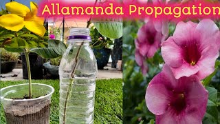 Allamanda Cutting in the Easiest MethodsHow to grow Allamanda PlantAllamanda Cuttings in Water [upl. by Einahpats]