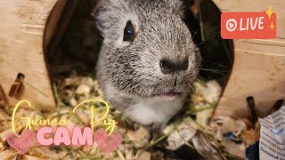 🔴 The one with the alfalfa hay Guinea Pig Cam 9 Aug 2024 [upl. by Yee]