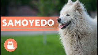 El perro Samoyedo  Historia características y cuidados [upl. by Zebadiah]