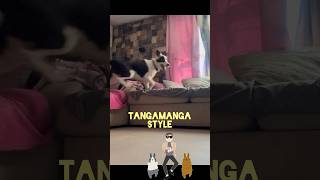 Tangamanga Style 🕺🏼✨ lacasadelosfamosos tangamanga style psy gangmanmariobezares mayito [upl. by Solokin812]