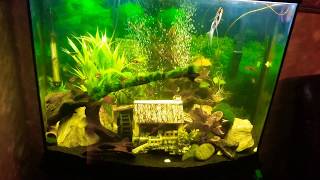 38 Gallon Bow Front Tank  Marineland  Community Tank  Display Tank [upl. by Edylc]