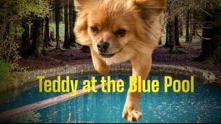 HIKING DOG on the scent of the TORWOOD BLUE POOL with music [upl. by Hameean]