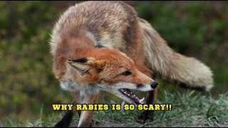 Why Rabies Is So Scary [upl. by Nitsej668]