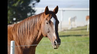 Arise Equine Therapy Foundation Eagala Counseling [upl. by Adnahsor818]