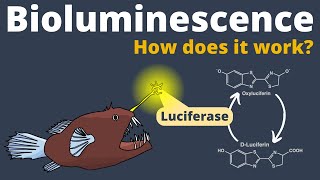 How Bioluminescence works [upl. by Adekahs]