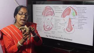 Hip Bone Anatomy  ILIUM  Side determination  Anatomical position  Attachments  Applied [upl. by Karlis]