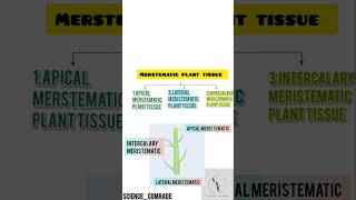 12 Meristematic tissue amp its type tissue histology biology science upsc ssc neet meristem [upl. by Tomaso46]