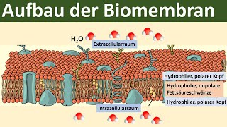 Biomembran  Aufbau und Funktion Biologie Oberstufe [upl. by Olsson]