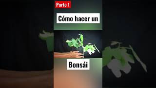 🌲 Cómo hacer un Bonsai DESDE CERO [upl. by Rycca986]