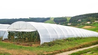 Cómo elegir un buen Plástico para un Invernadero  TvAgro por Juan Gonzalo Angel [upl. by Dougherty]