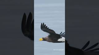 Eagle flying above the sea Beautiful Stellers sea eagle wildlife birds [upl. by Cinomod]