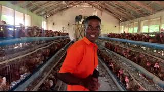 Live in Leventis Foundation Nigeria Poultry House [upl. by Nalloh]