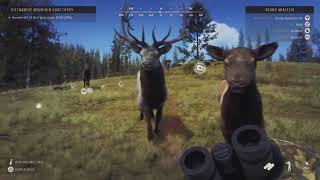 I Survied a Elk Stampede Way of the Hunter [upl. by Nevad792]