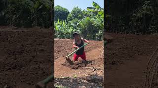 Di kampung nanam singkong eh sampe jakarta berkebun singkong jg ucokbabaofficial lucu shorts [upl. by Halian]