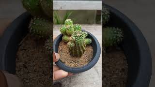 Echinopsis tubhiflora redechinopsis cactussucculentplantsgarden plantcareplantcaretipsshorts [upl. by Perlis]