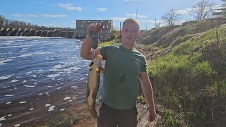 SHORE LINE FRIEND CHASE LANDS 7LB HOG ON ULTRALIGHT TACKLE [upl. by Brockwell675]