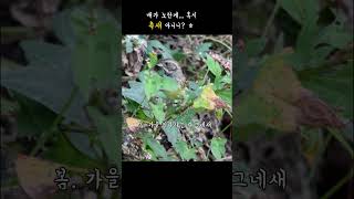 나그네새 촉새 Black faced Bunting bird [upl. by Bryner]