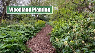 Tips and Tricks for Woodland Planting  My Favourite Perennials for Woodland Style amp Conditions [upl. by Yreffej]