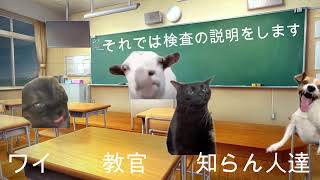 自動車学校に入校手続きに行った話 猫ミーム 猫マニ [upl. by Ridan961]