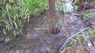 Bald Cypress Tree will grow in standing water [upl. by Nagey242]