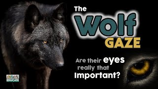 The Wolf Gaze 🐺 are wolf eyes really that important [upl. by Arissa]