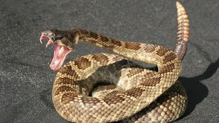 rattlesnake रैटलस्नेक रेस्क्यू इन इंडियाrattlesnake soundrattle snake attackworldsnakeRavi [upl. by Cobby]