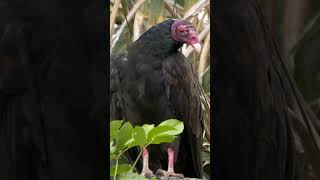 Turkey Vulture shorts [upl. by Leeke]