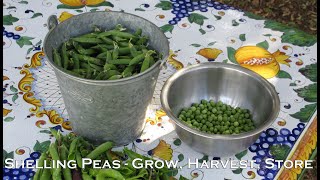 Shelling Peas  How to Grow Harvest and Store Them [upl. by Aciram]