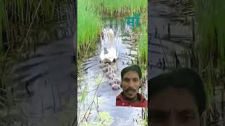 Man ka mamta ka Mor Koi love actor Dinesh Lal Yadav [upl. by Carvey357]