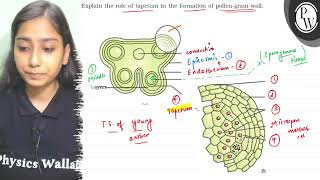 Explain the role of tapetum in the formation of pollengrain wall IV [upl. by Ennylhsa710]