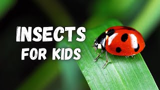 INSECTS for Kids  Facts About Insects for Kids [upl. by Barbur466]