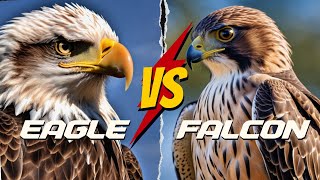 EAGLE VS FALCON  WHO WILL WIN THE FIGHT [upl. by Amye]