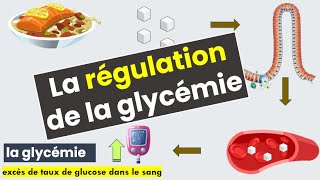 La Régulation de la glycémie [upl. by Iaw]