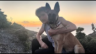 Third week with my German shepherd x Belgian Malinois puppy [upl. by Hoi]