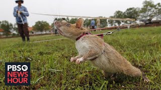 How giant African rats are helping uncover deadly land mines in Cambodia [upl. by Apeed]