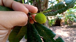 Myrica esculenta Myricaceae amp Elephant ear fig tree – 2 widely used folk medicinal plant [upl. by Olva]